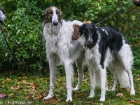  2014-10-18 Hugin, Hugo och Hemera, Emmyloo