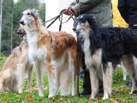 2014-10-18  Cayenne, Gina och Klasse