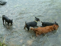 Atti,Amie, Brizby och Tigge