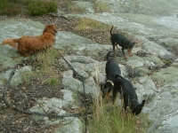 Atti,Amie, Brizby och Tigge