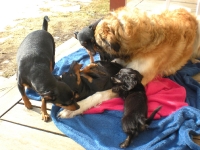 Gina, Iza, Amie, Brizby och Atti