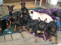 Alla hundarna solar på verandan