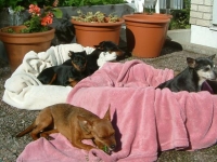 Atti,Amie, Bella och Tin-Tin