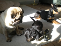 Tosca , Iza och Atti