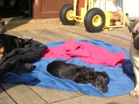 Brizby, Iza och Tosca