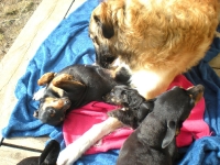 Gina, Amie, Iza och Brizby leker på verandan