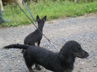 Briseis och Iza hälsar på korna