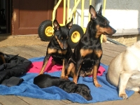 Brizby, Iza, Atti, Amie och Tosca