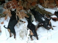 Amie, Atti och Brizby letar efter något