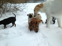 Tosca, Tigge och doris