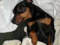 Dvärgpinscher 2