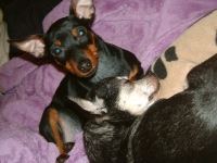 Brizby och Tin-Tin