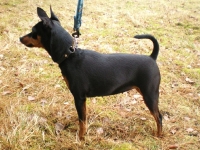 Brizby