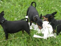 Atti, Brizby och Amie springer lure coursing