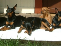 Athena, Amie, Atti, Bella och Brizby