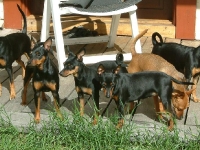 Bosse, Amie, Atti, Brizby, Bella och Athena
