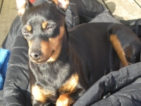 Brizby