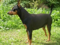 Brizby
