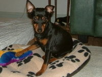 Brizby
